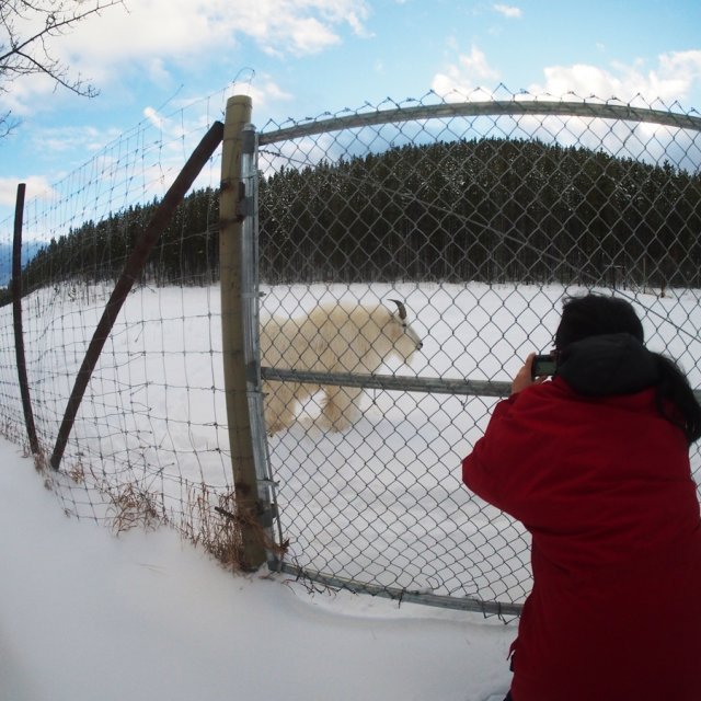 Arctic Day: Wildlife & Hot Springs | half day (Jan 21, 2015)
