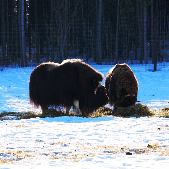 Arctic Day: Wildlife & Hot Springs | half day (Mar 5, 2015)