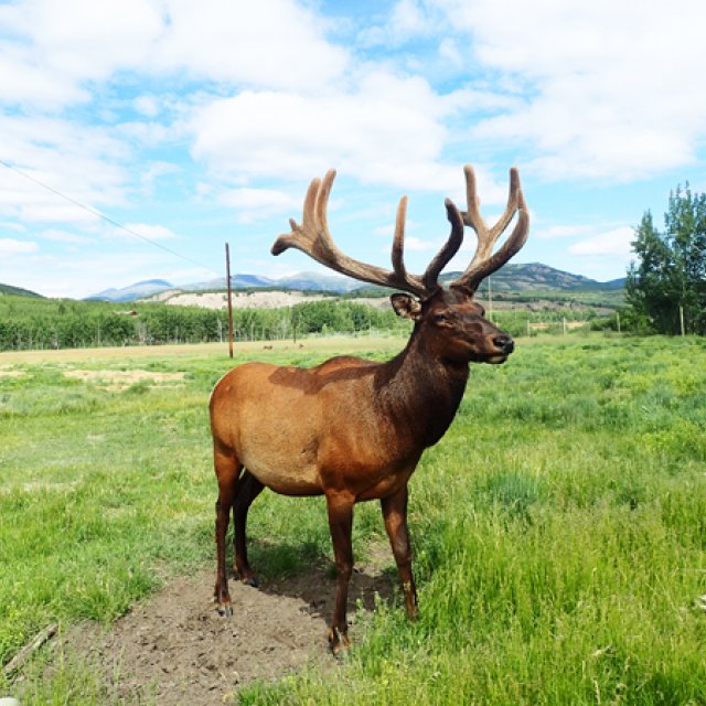 Arctic Day: Wildlife & Hot Springs | half day (Jun 30, 2015)