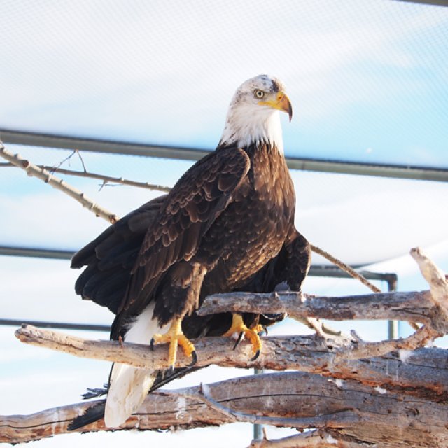 Arctic Day: Wildlife & Hot Springs | half day (Jan 28, 2016)