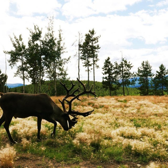 Arctic Day: Wildlife & Hot Springs | half day (Aug 13, 2018)