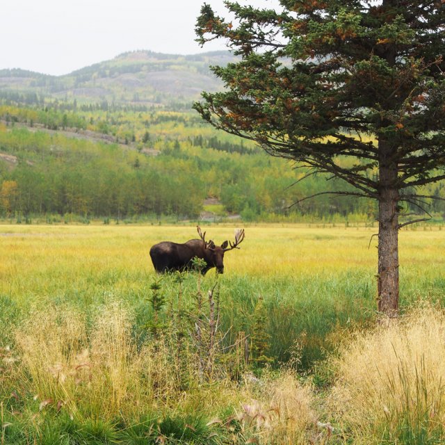 Arctic Day: Wildlife & Hot Springs | half day (September 3, 2014)