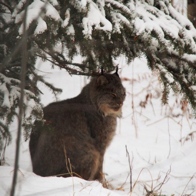 Arctic Day: Yukon Wildlife Viewing (Nov 20, 2021)