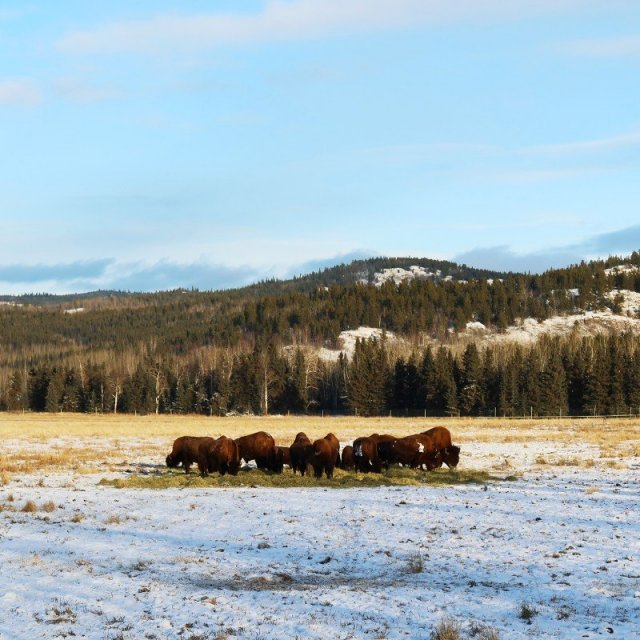 Arctic Day: Yukon Wildlife Viewing  (Nov 17, 2021)