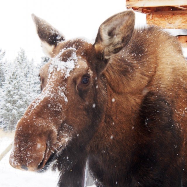 Arctic Day: Yukon Wildlife Viewing Tour | half day (Nov 22, 2021)