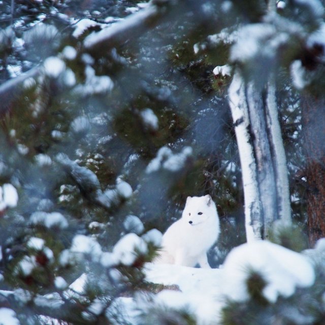 Arctic Day: Yukon Wildlife Viewing Tour | half day (Nov 24, 2021)