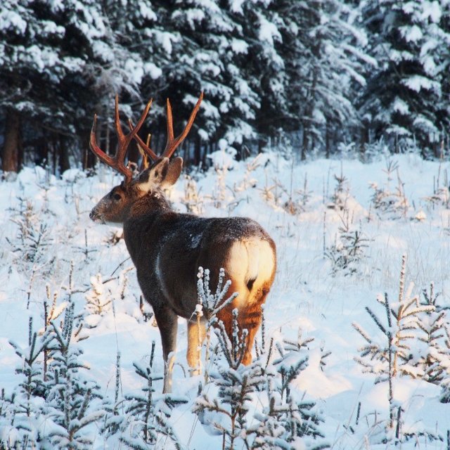 Arctic Day: Yukon Wildlife Viewing Tour | half day (Dec 19, 2021)