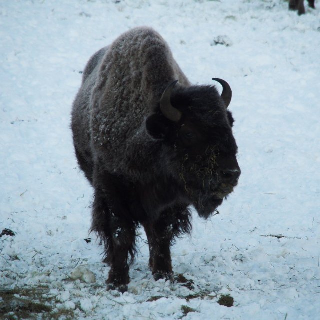 Arctic Day: Yukon Wildlife Viewing Tour | half day (Dec 22, 2021)