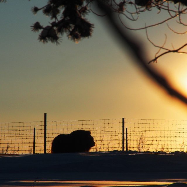 Arctic Day: Yukon Wildlife Viewing Tour | half day (Jan 7, 2022)