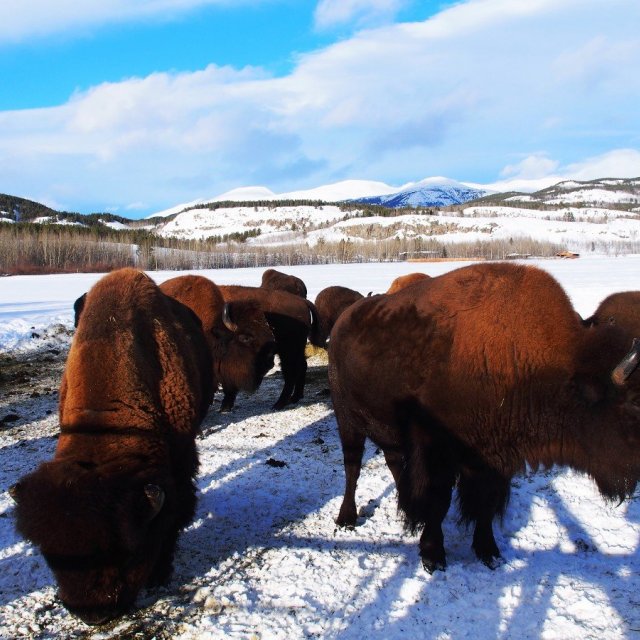 Arctic Day: Yukon Wildlife Viewing Tour | half day (Feb 9, 2022)