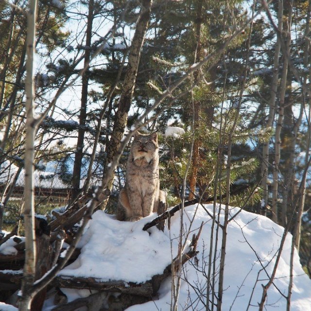 Arctic Day: Yukon Wildlife Viewing Tour | half day (Jan 23, 2022)