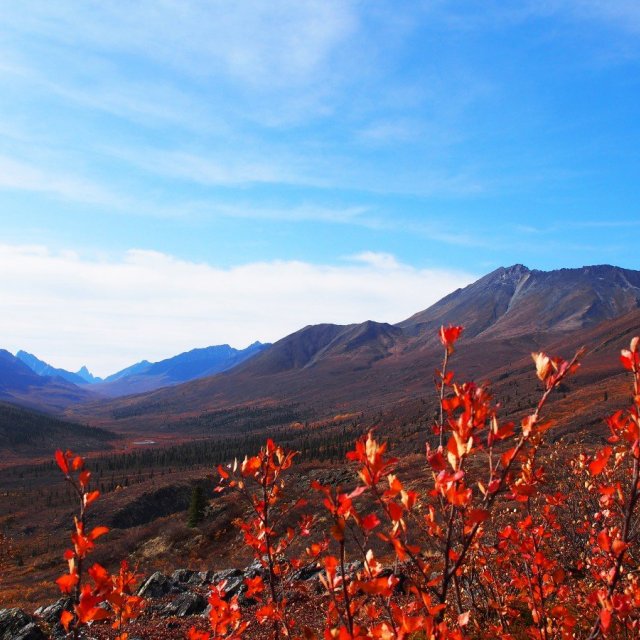 Arctic Tundra & Dawson City | naturally wild (Sep 5, 2019)