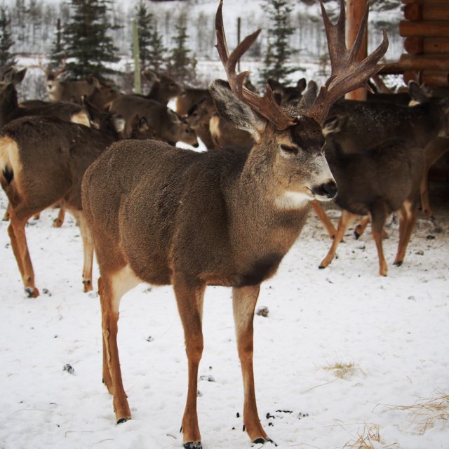 Arctic Day: Wildlife & Hot Springs | half day (Dec 29, 2014)