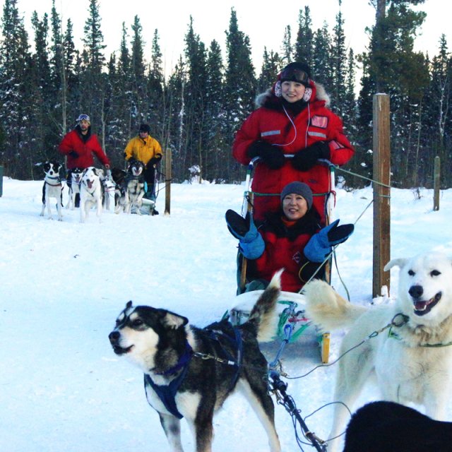 Arctic Day: Dog Sledding | half day (Dec 30, 2012)