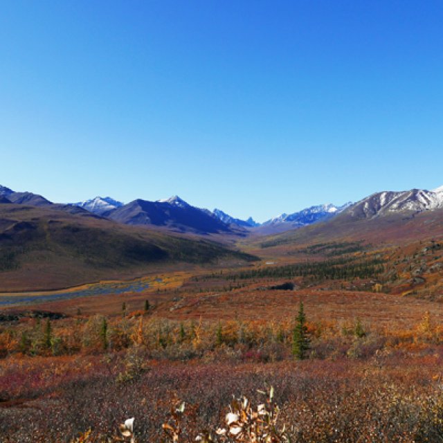 Arctic Tundra & Dawson City | Fall colors at their best (Sep 4, 2015)
