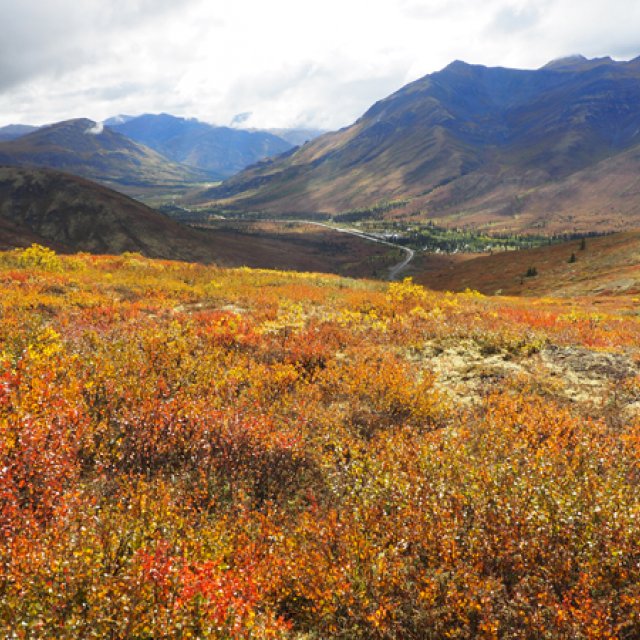 Arctic Tundra & Dawson City | Fall colors at their best (Aug 24, 2017)